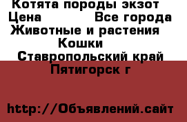 Котята породы экзот › Цена ­ 7 000 - Все города Животные и растения » Кошки   . Ставропольский край,Пятигорск г.